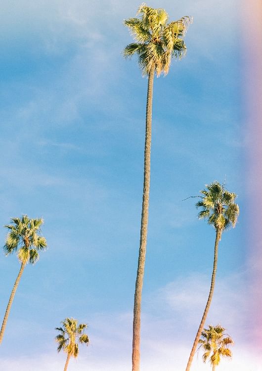 Artist Alex Isreal creates images of LA summer for Louis Vuitton's new  fragrance line – HERO