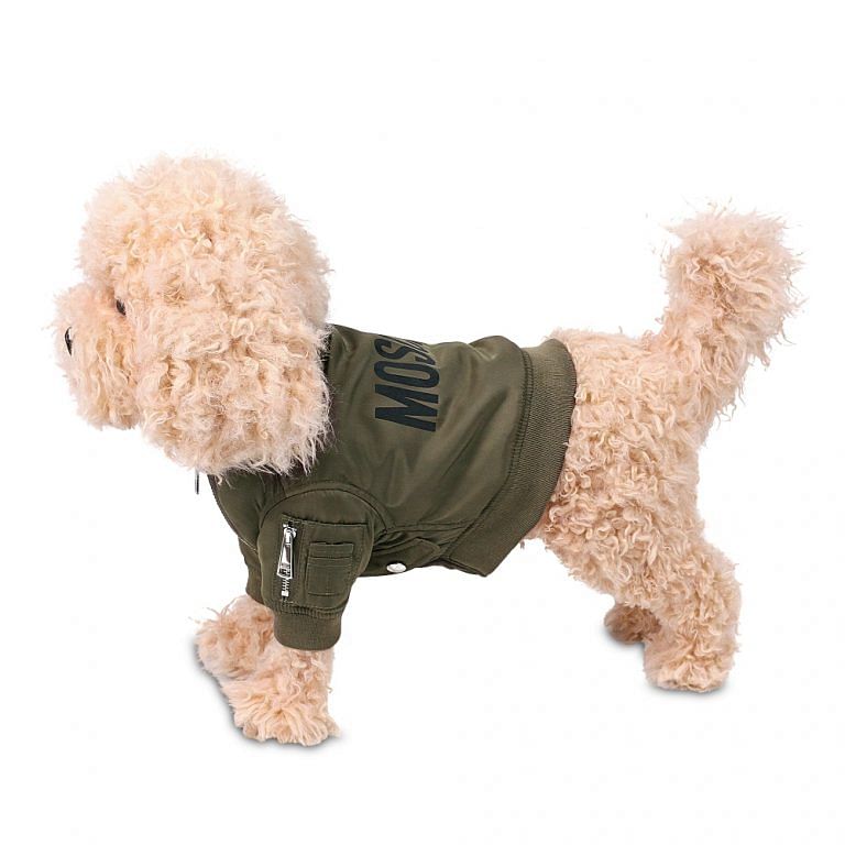 moschino dog clothes