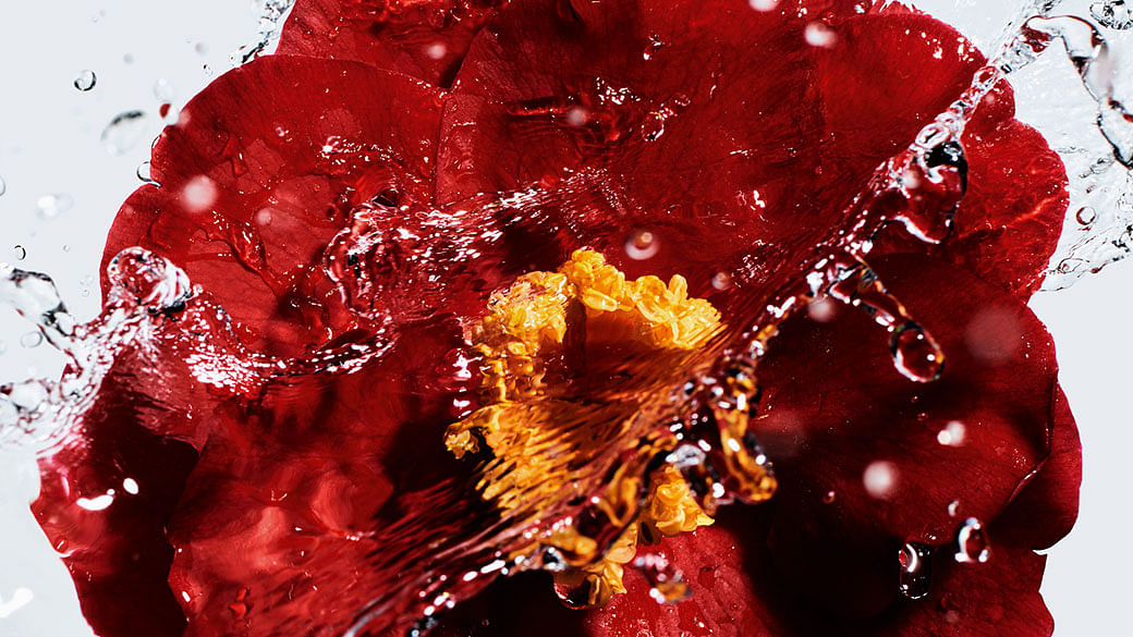 How The Red Camellia Became The Heart Of Nº1 De Chanel