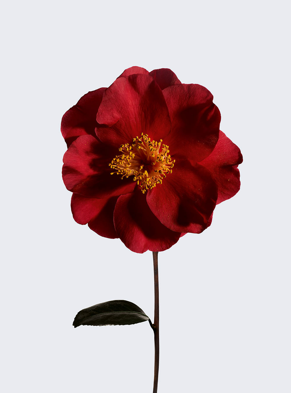 Introducir 31+ imagen chanel red camellia