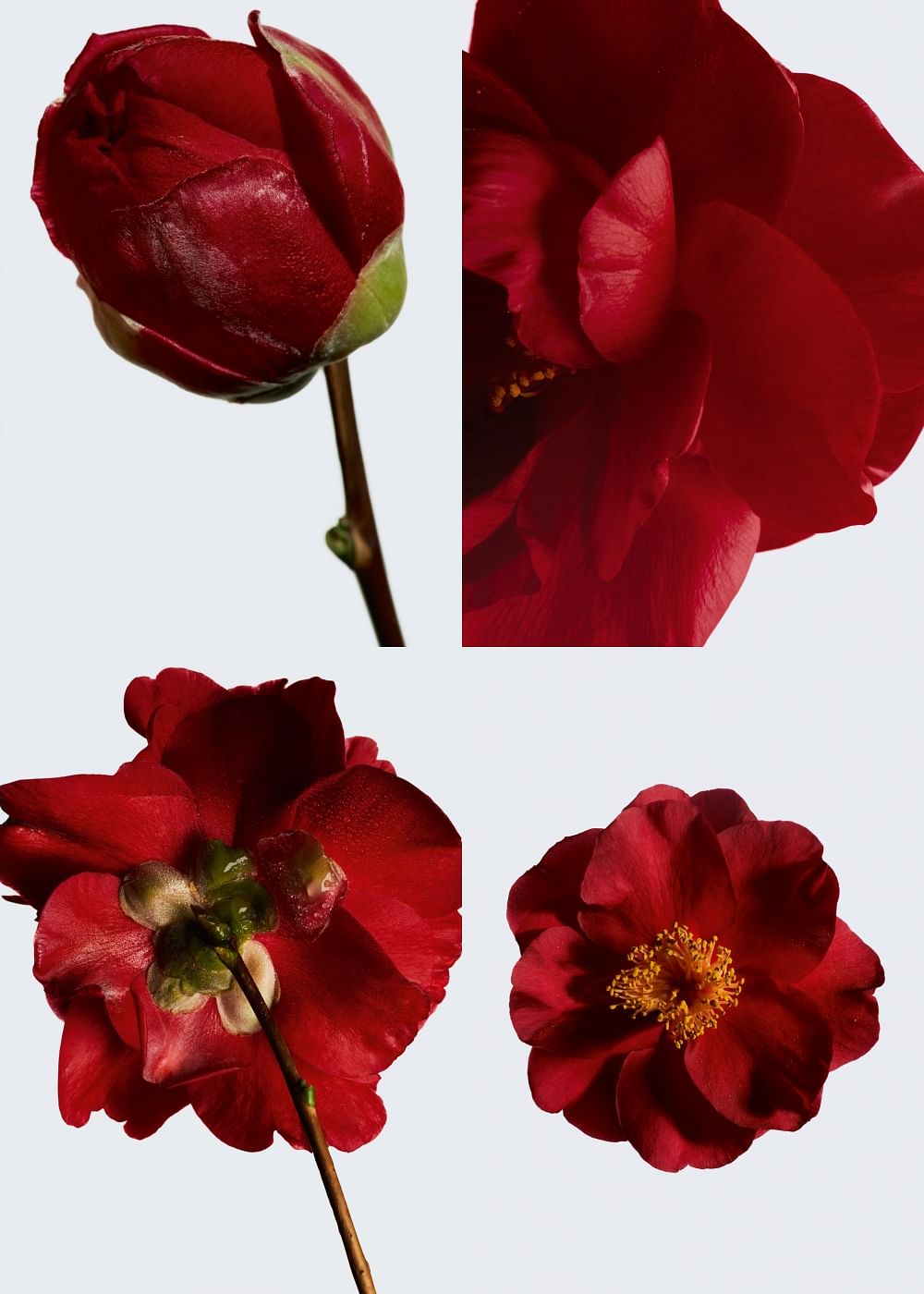 Souvenir Spree & Magazine Madness! CHANEL N°1 Camellia Rouge