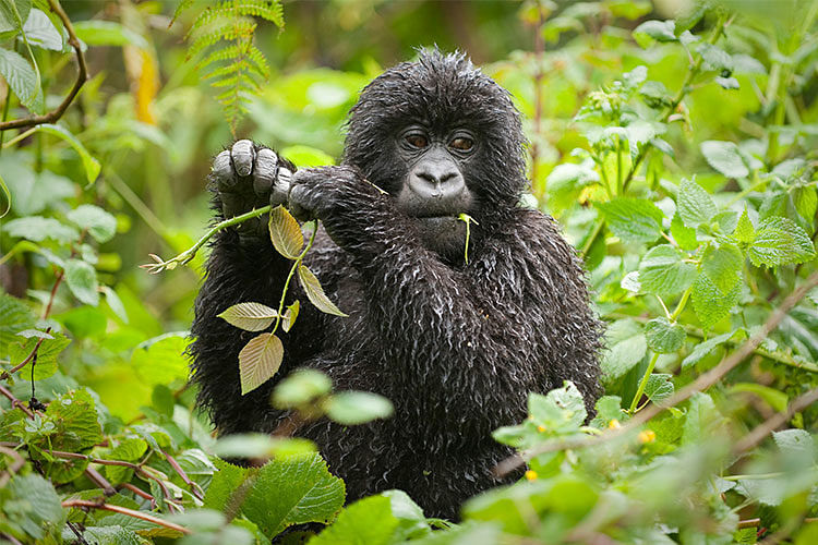 rwanda gorilla travel
